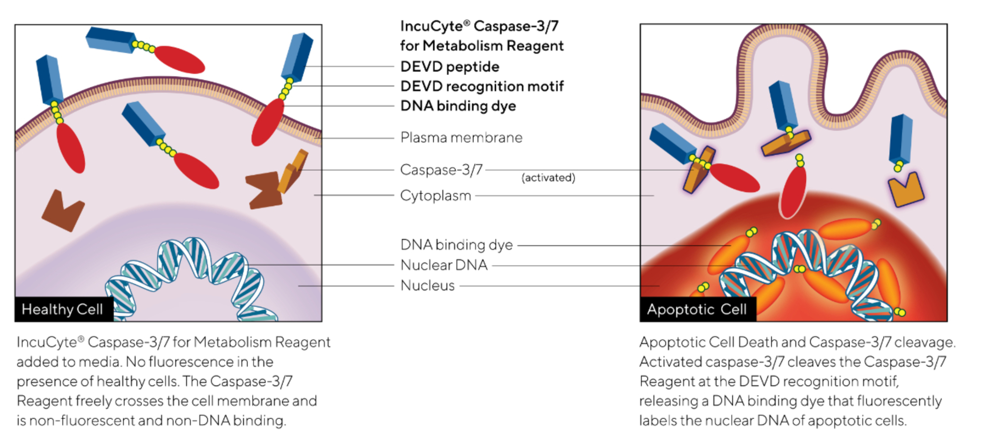 Incucyte® Caspase-3/7 Dye for Apoptosis