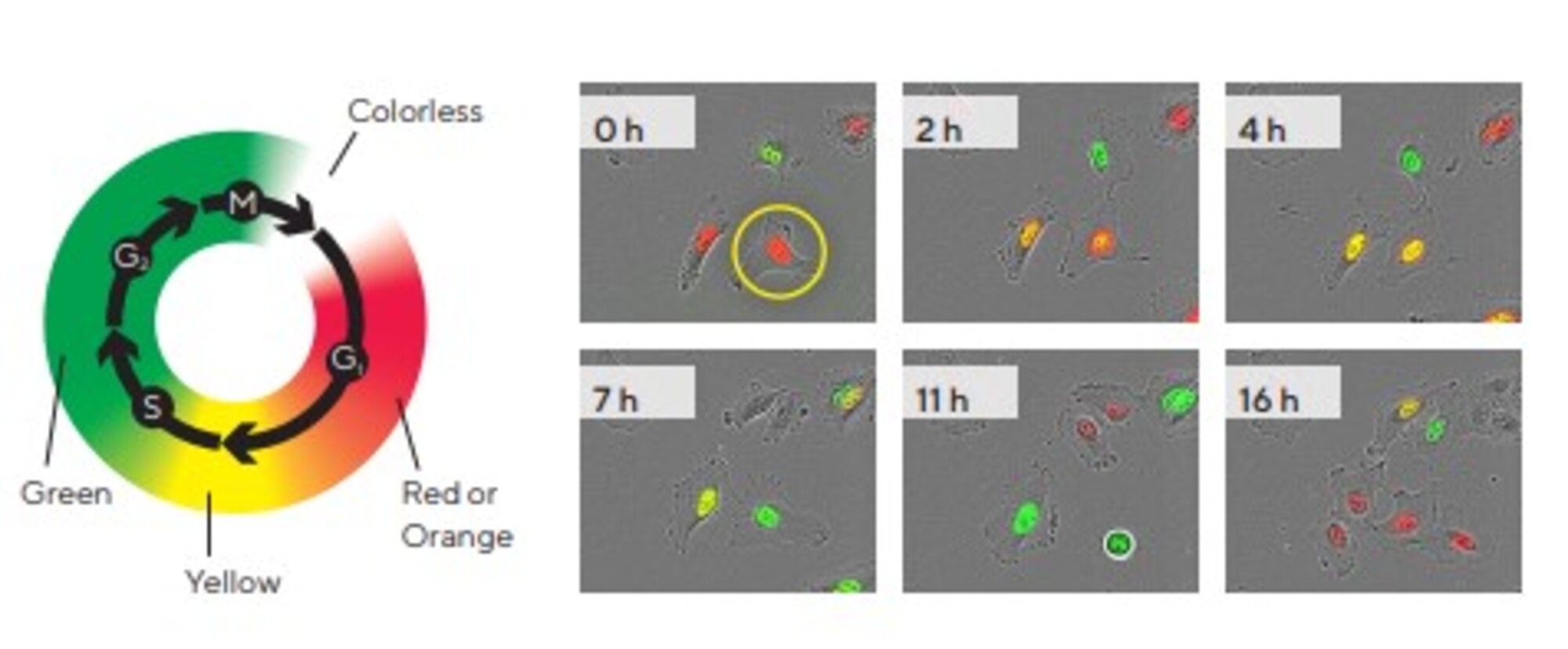 Incucyte® Cell Cycle Lentivirus 2.0 (EF1a, Puro)