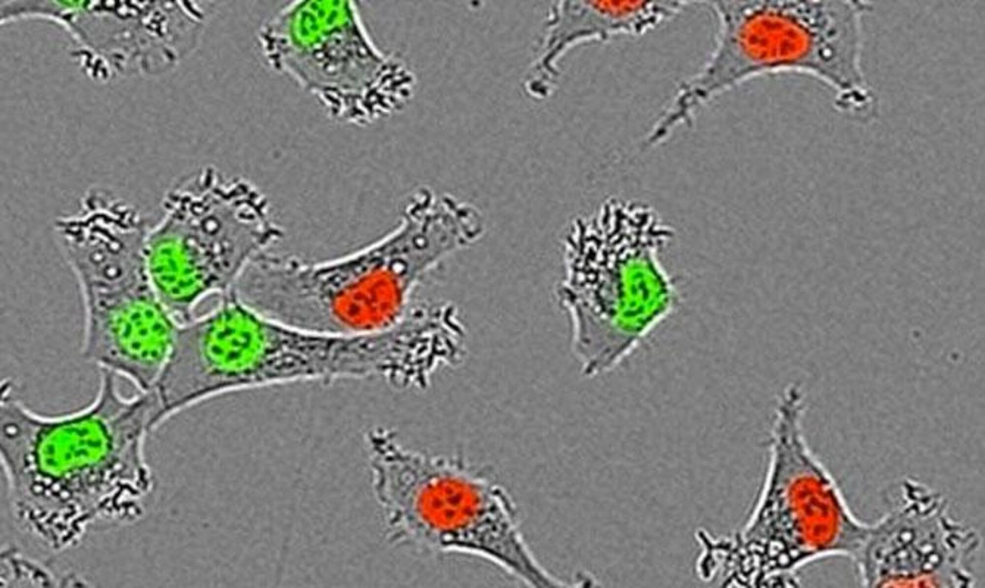 Incucyte® Fluorescence Calibration Kit