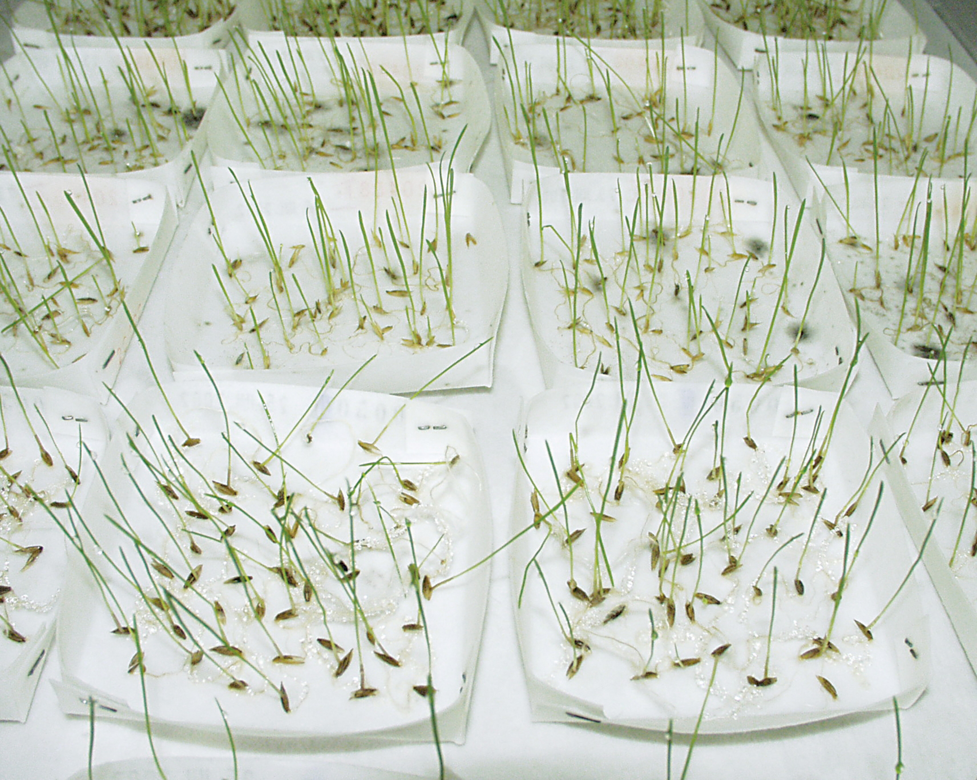 Germination Test Papers