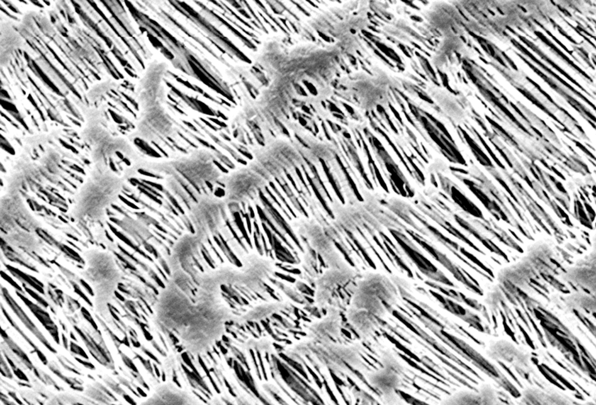 Hydrophobic PTFE Membrane Filters