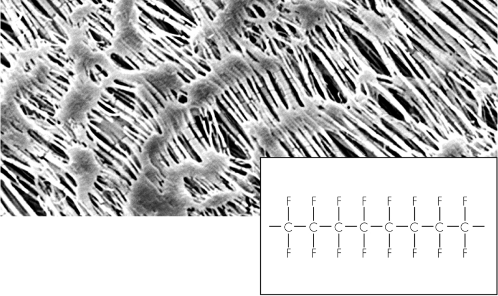 Hydrophobic PTFE Membrane Filters / Type 11803