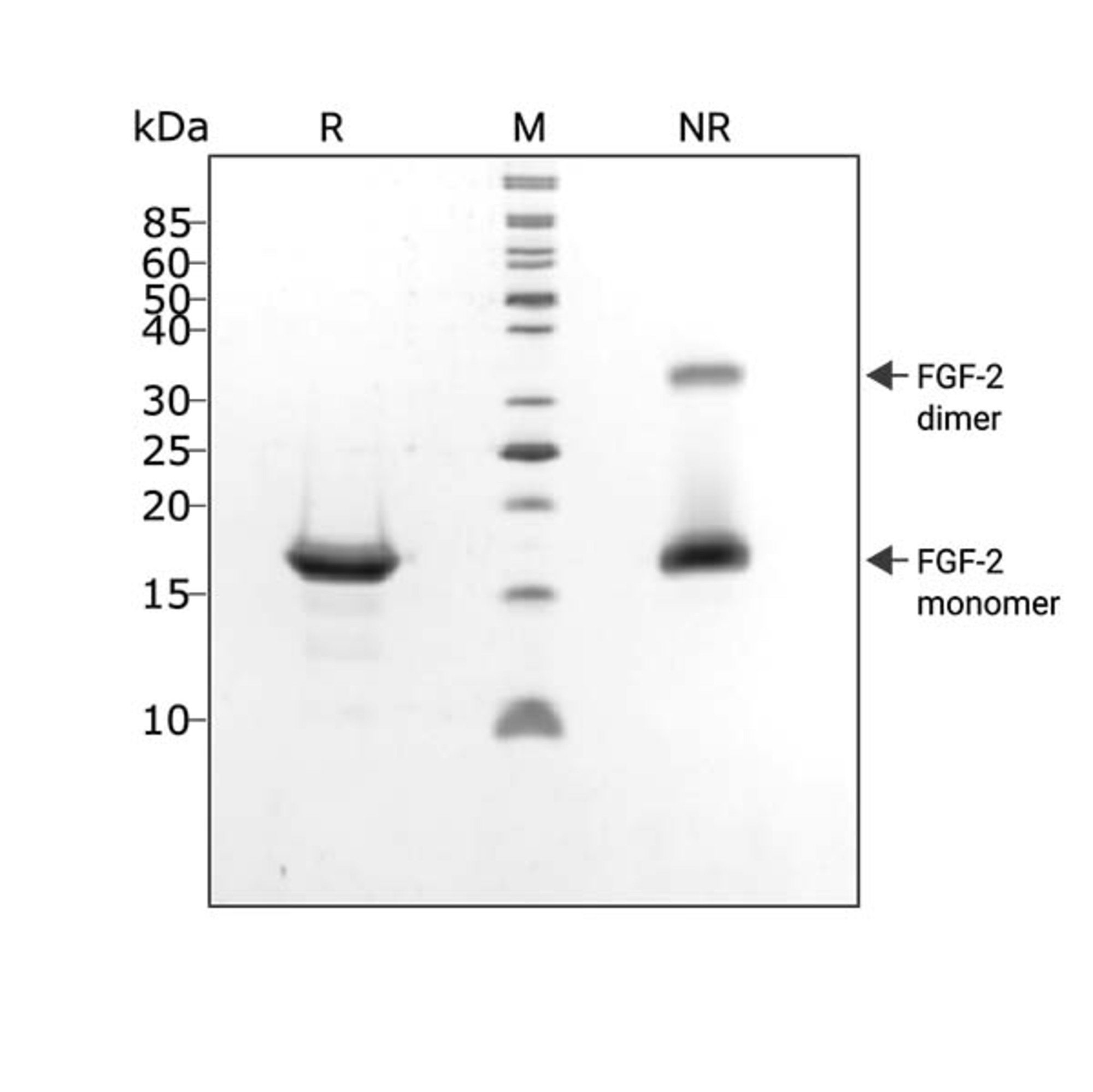 RUO Recombinant FGF2-G3 Protein