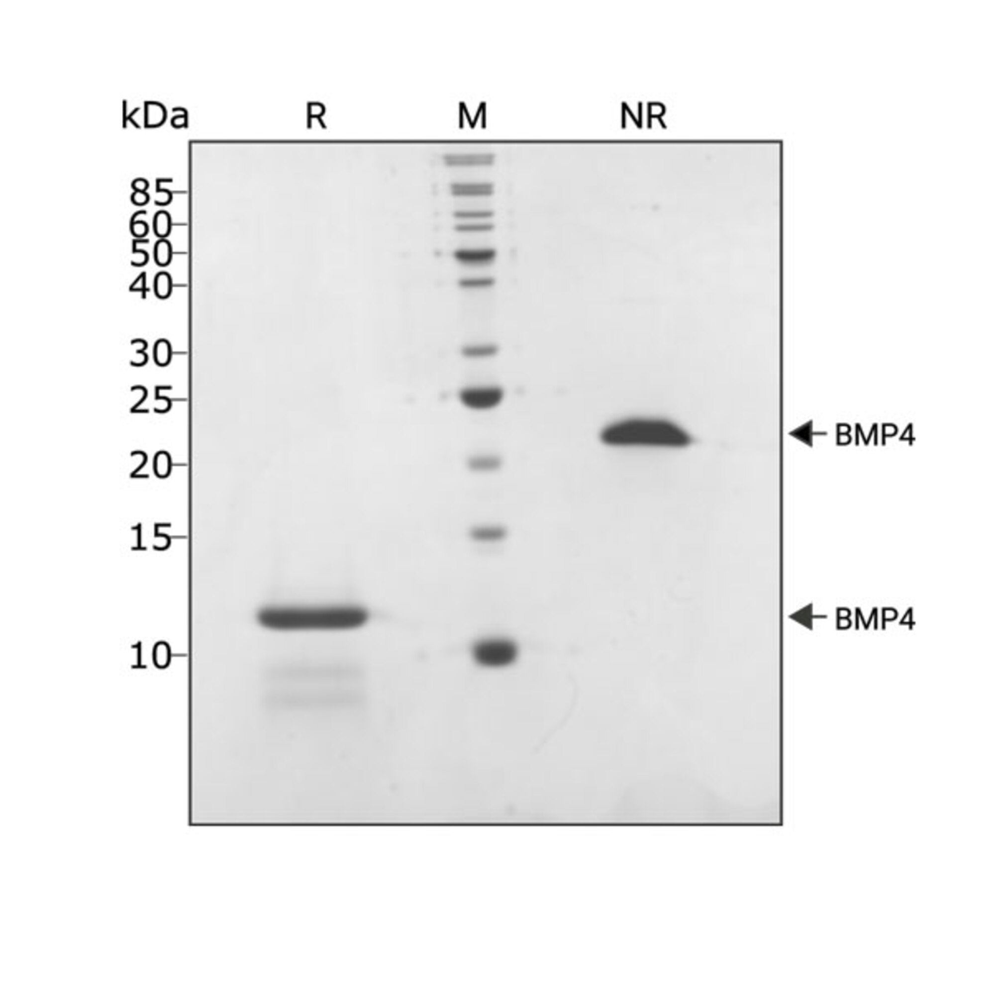 RUO Recombinant Human BMP-4 Protein