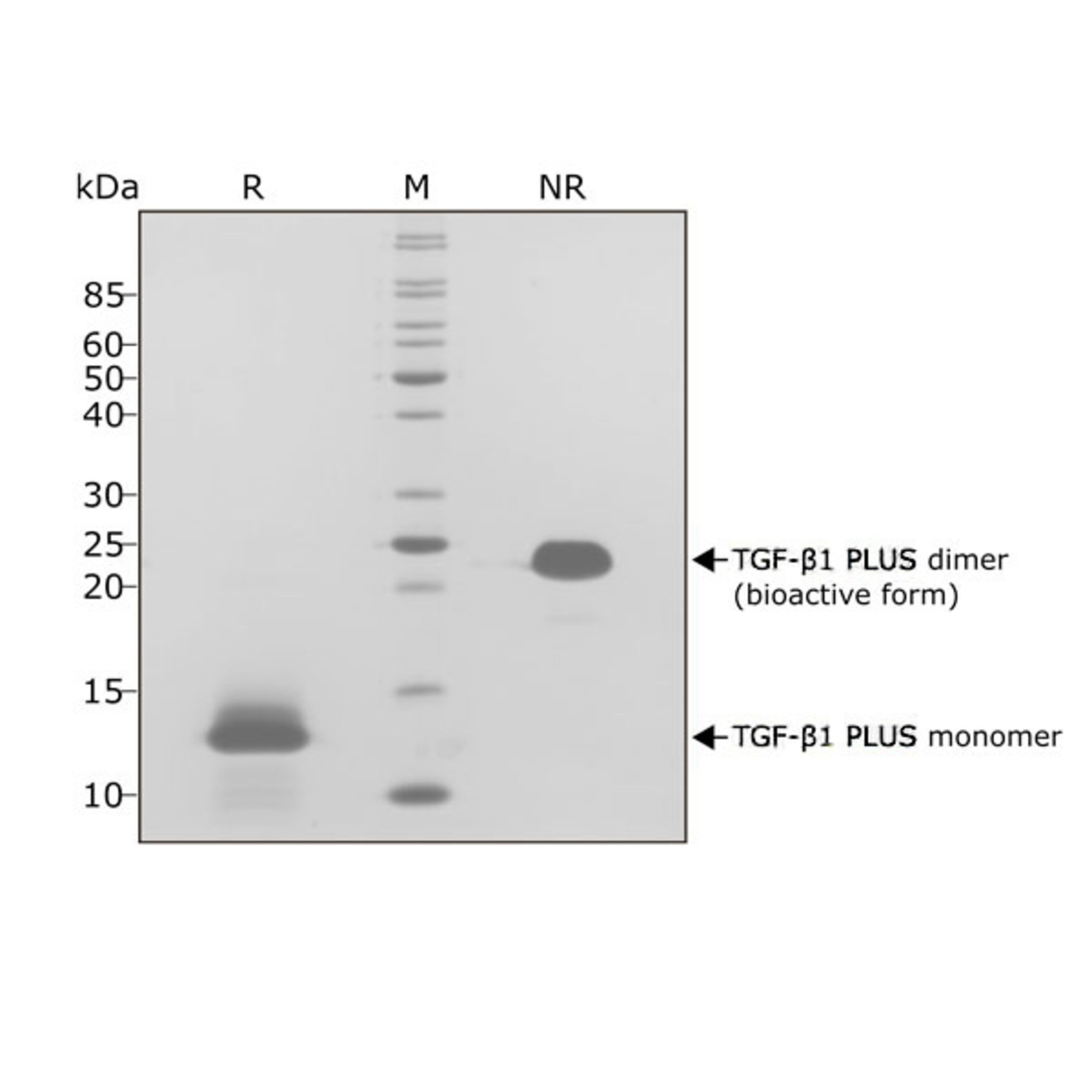 RUO Recombinant Human TGF-β1 PLUS Protein
