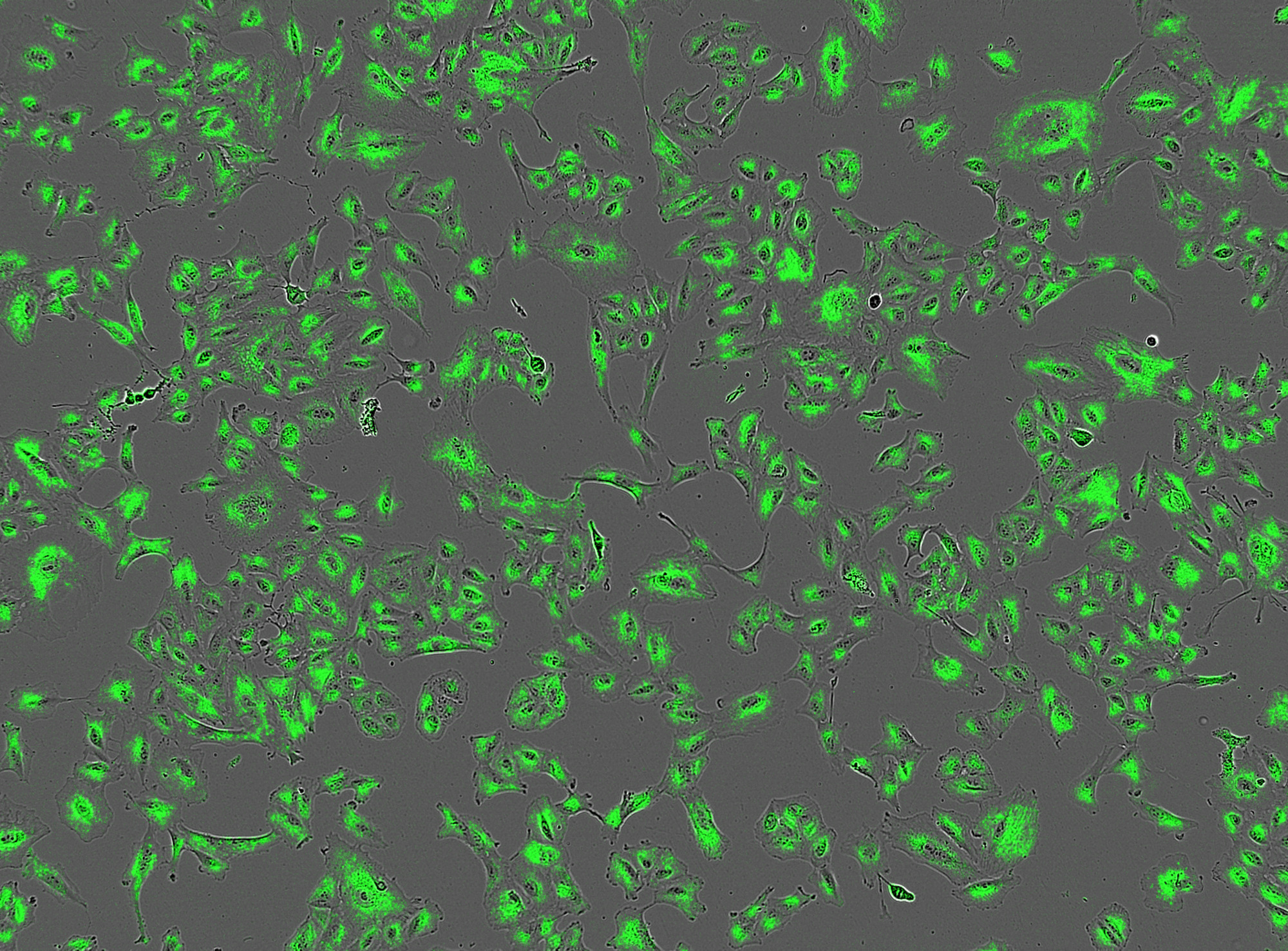 Incucyte® Exofluor EV labeling Kit