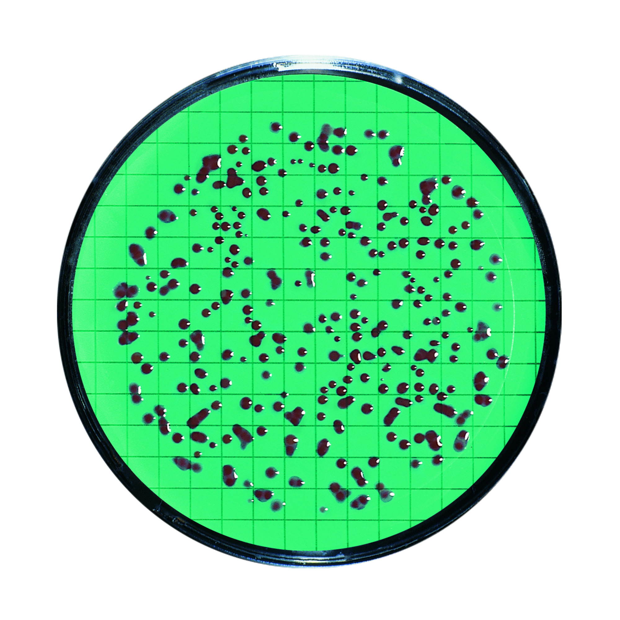 Nutrient Pad Sets, Dehydrated Media Pads in Standard TTC Media and 0.45µm gridded Membrane Filter
