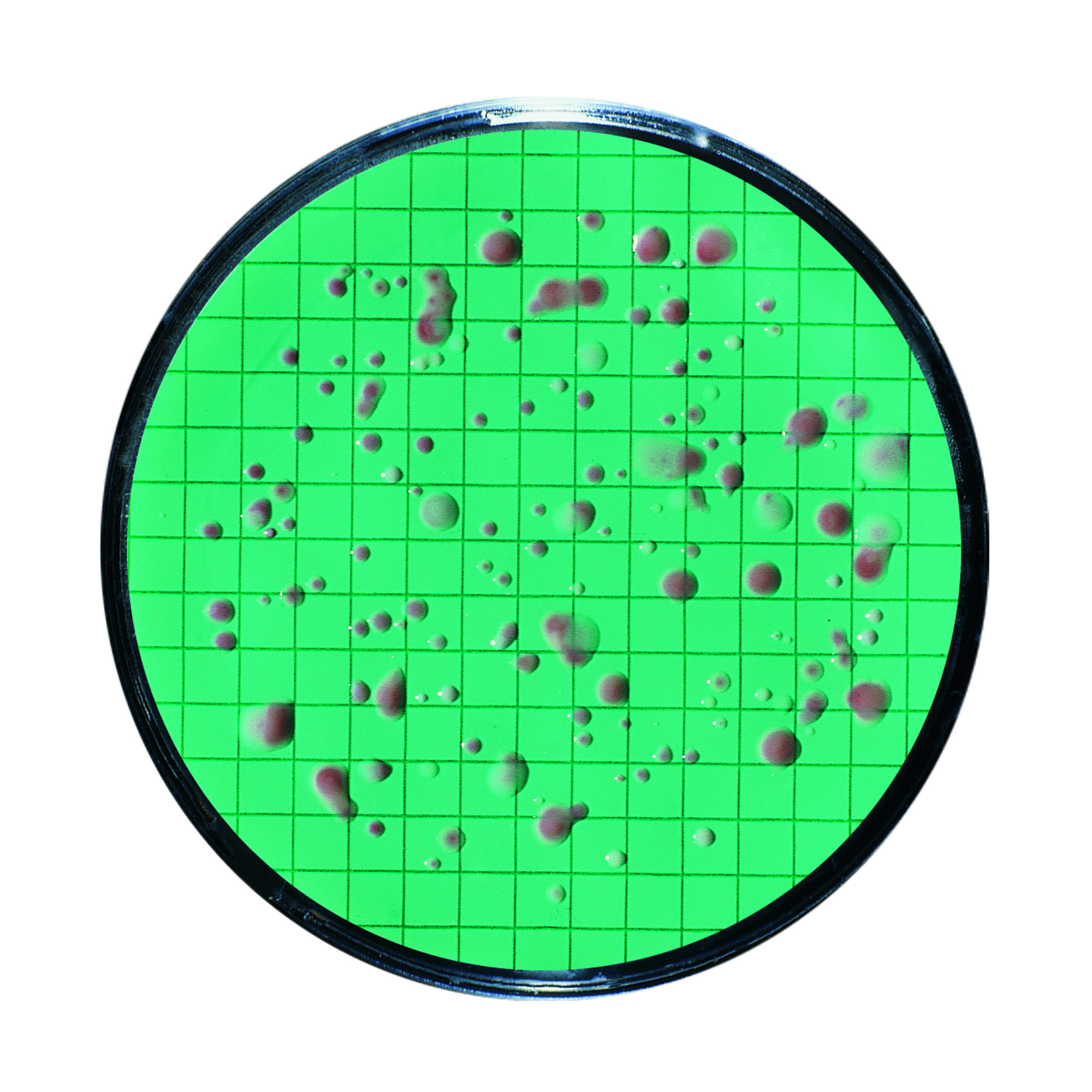 Nutrient Pad Sets, Dehydrated Media Pads in Standard TTC Media and 0.45µm gridded Membrane Filter