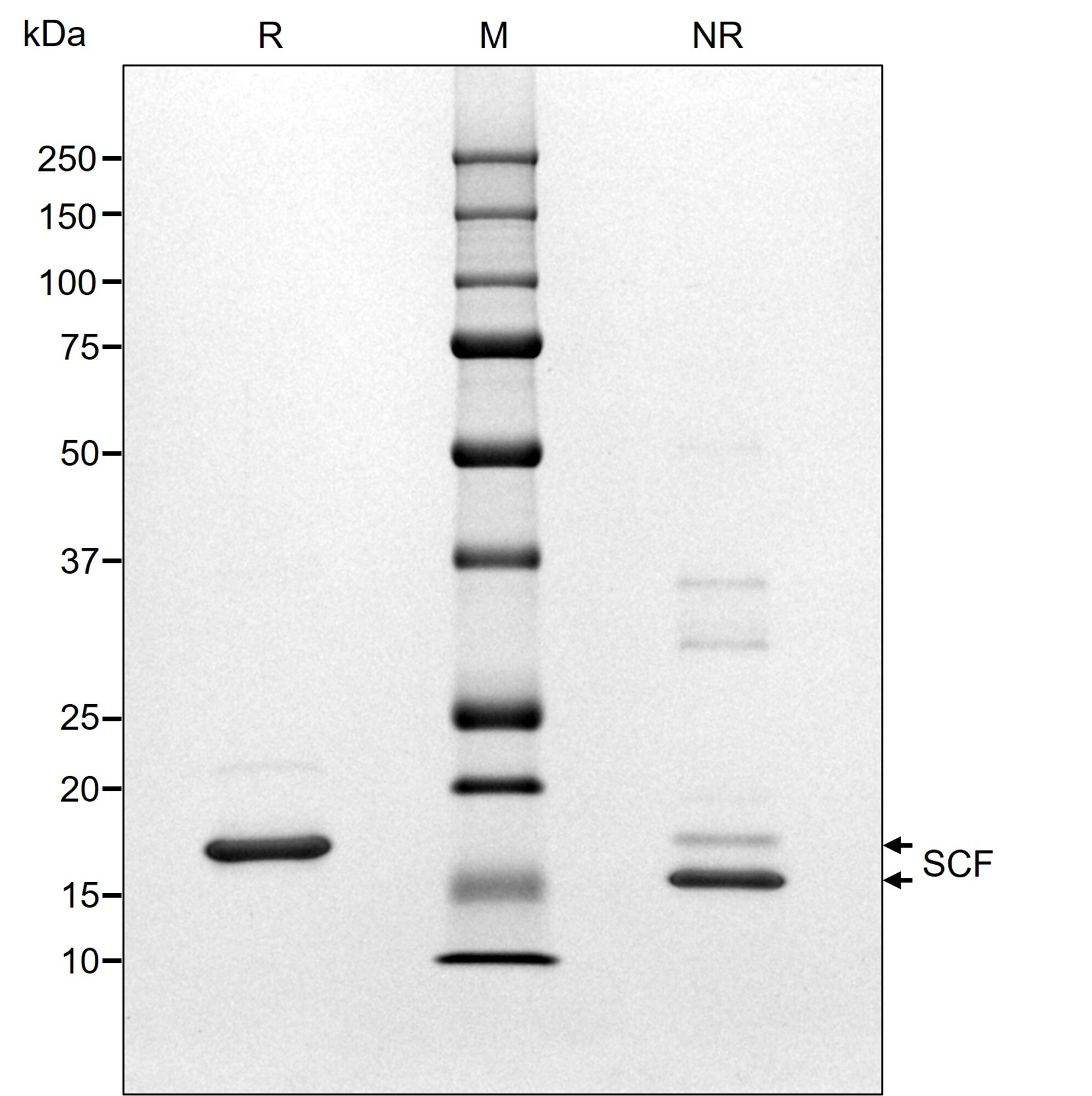 RUO Recombinant Human SCF Protein