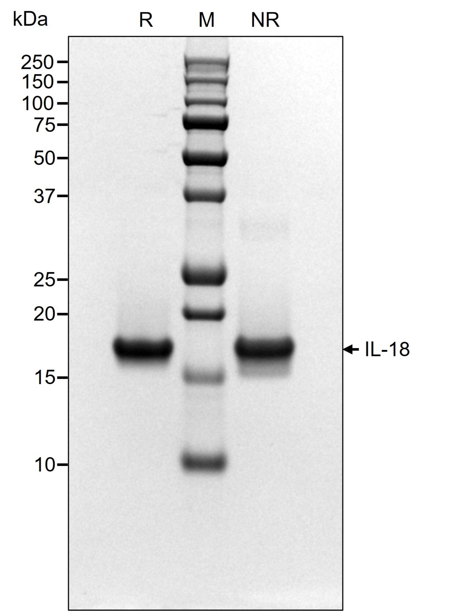 CellGenix® Preclinical rh IL-18