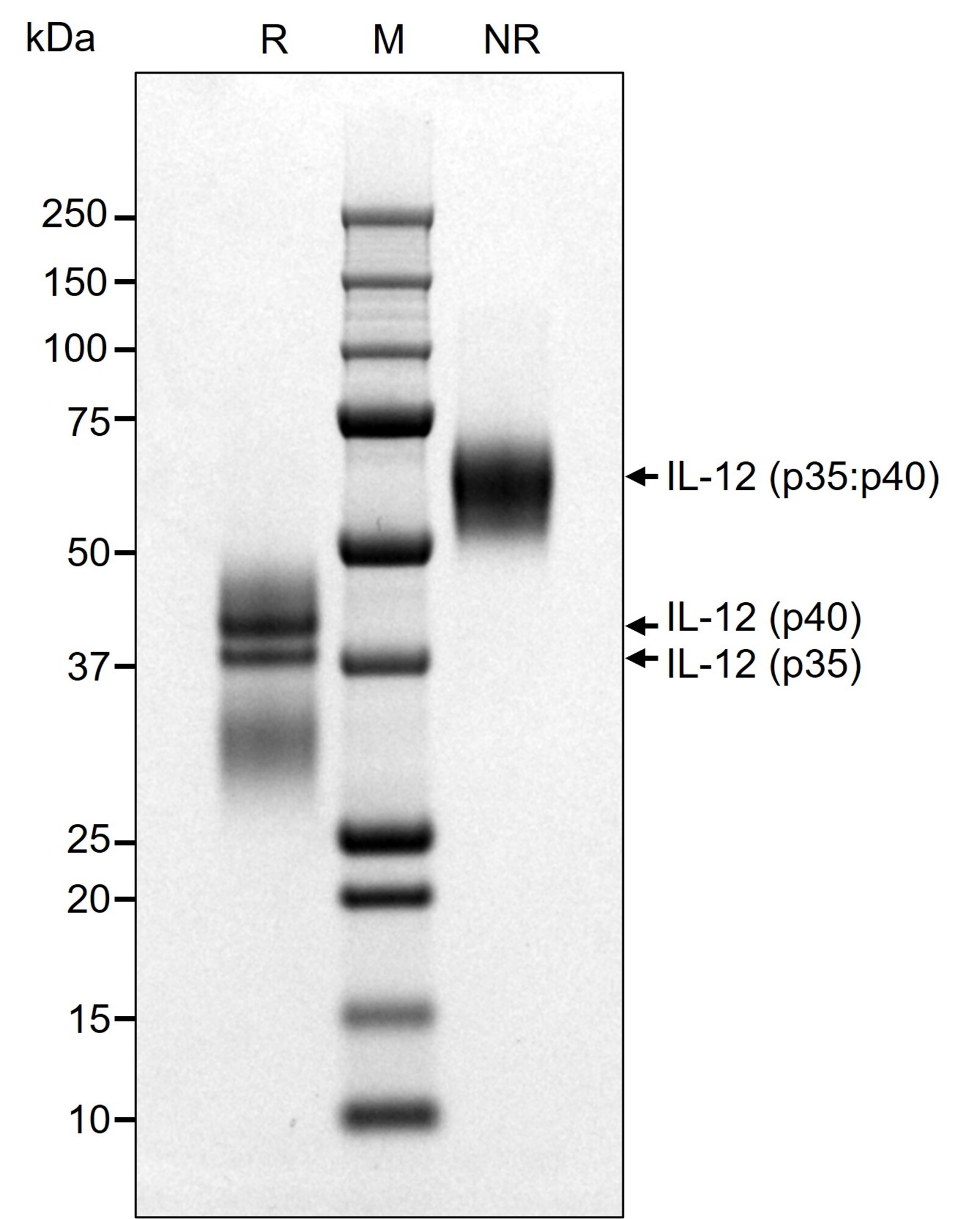 CellGenix® Preclinical rh IL-12