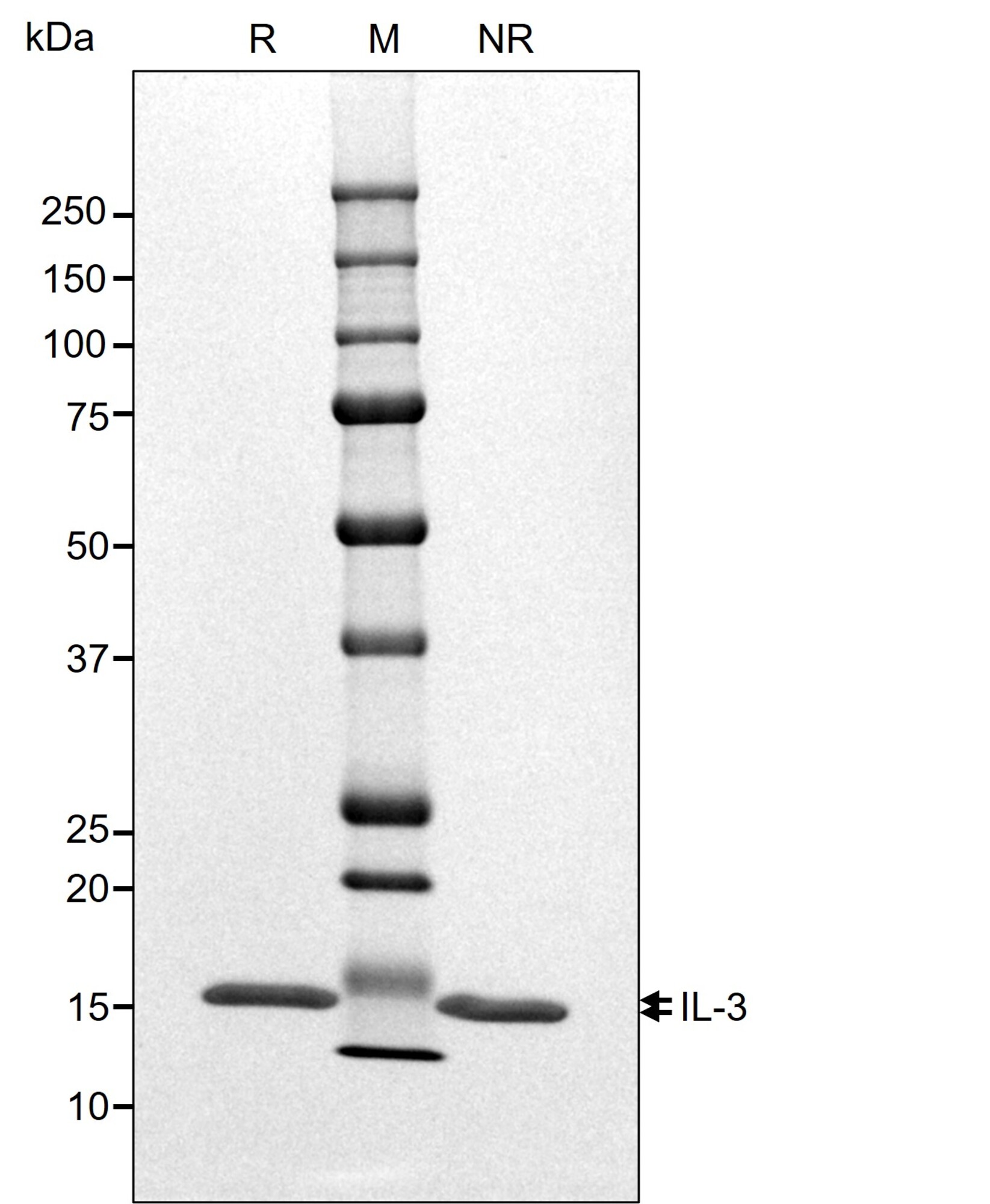 RUO Recombinant Human IL-3 Protein