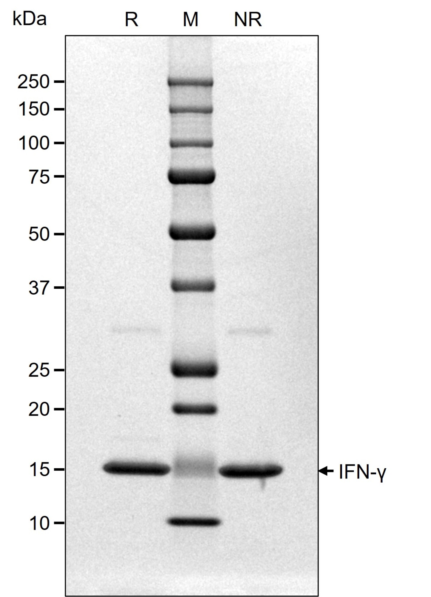 RUO Recombinant Human IFN gamma Protein
