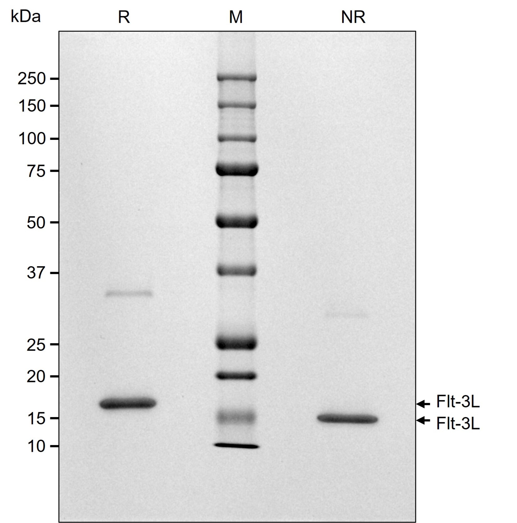 RUO Recombinant Human Flt-3 Ligand Protein
