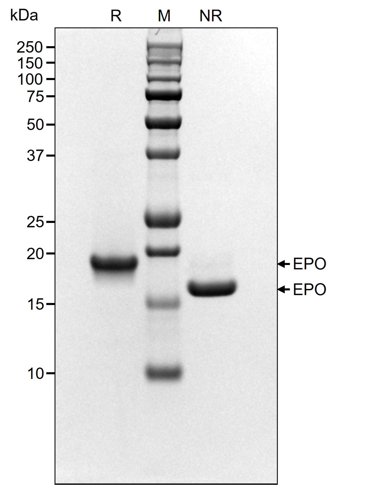 RUO Recombinant Human TPO Protein